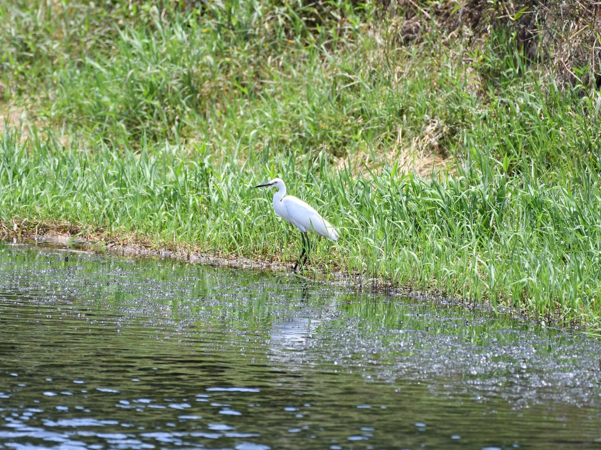 #49:
          Little Egret, Okinawa.
          f/5.6 at 500mm - Shutter Speed: 1/500 - ISO: 250